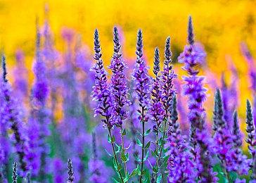 《黎明杀机手游》大型更新上线 联动贞子再临